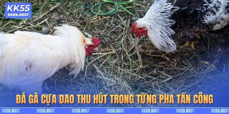 Đá gà cựa dao thu hút trong từng pha tấn công